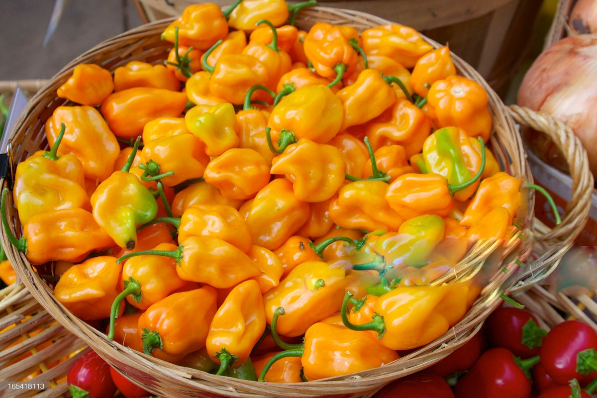 The History of the Habanero Pepper - 13 Stars Hot Sauce